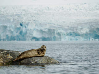 Fototapeta premium Foca y glaciar