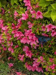 Butterfly on pink flowers 