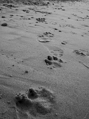 Huellas de perro en la playa