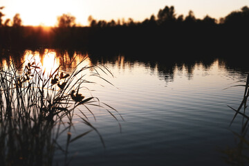 The golden sunset paints the sky and lake with warm colors. A serene sunset over a calm pond or...