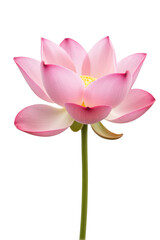 Fototapeta premium Beautiful pink lotus flower with delicate petals and vibrant yellow center, symbolizing purity and tranquility