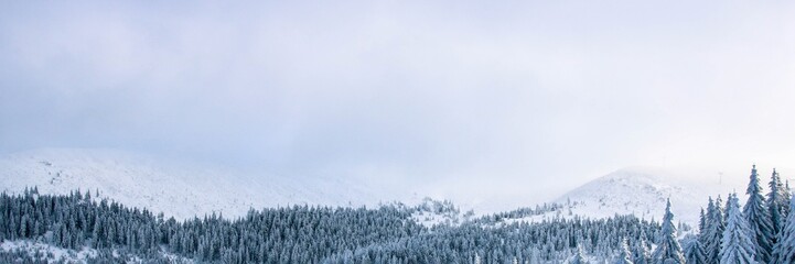 Winter forest sky background, nature photo