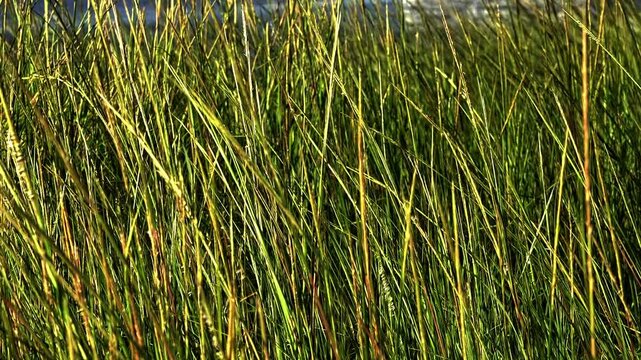 Lush green grass swaying gently under the afternoon sun jn slow motion