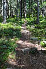 Serene forest path with sunlight filtering through trees in lush greenery