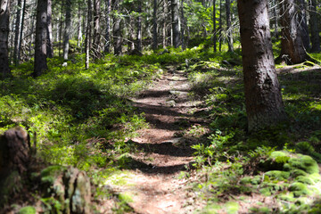 Sunlit forest path winding through lush greenery and tall trees