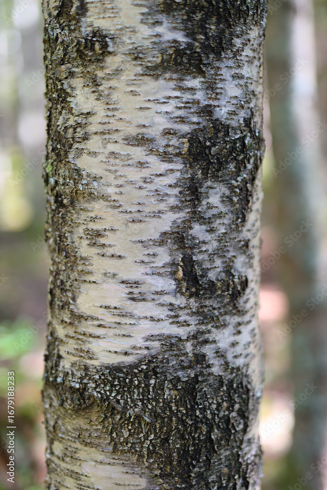 Aufkleber close-up of textured birch tree trunk in forest setting with sunlight