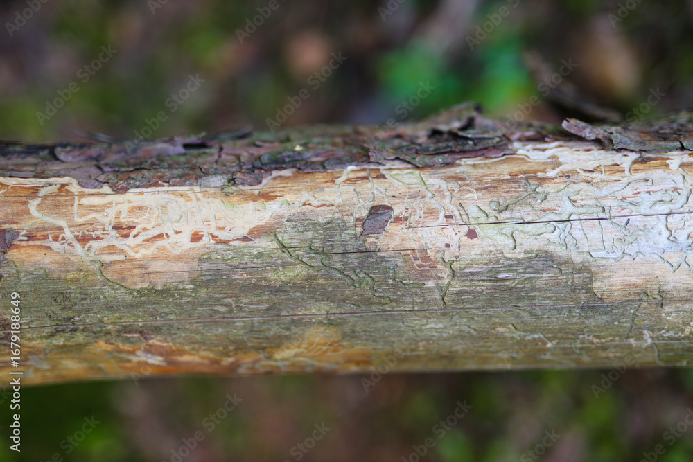 Poster erosion patterns on tree bark with natural textures in forest environment