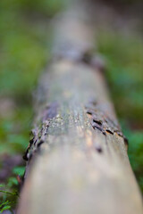 Close-up of weathered tree trunk on forest floor