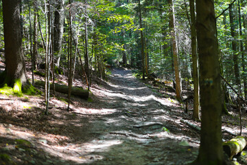 Serene forest pathway through sunlit woodland