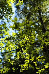 Sunlit green leaves with blue sky in forest canopy