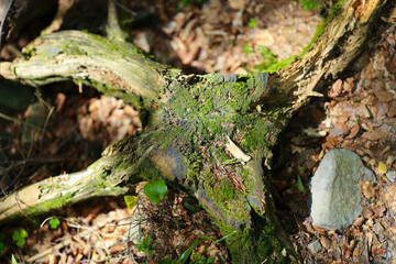 Moss-covered tree root in sunlit forest with fallen leaves and rocks