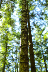Fototapeta premium Sunlit forest with tall trees and green foliage in woodland