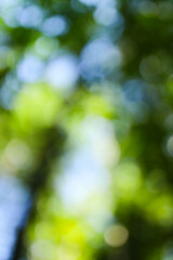 Abstract bokeh of sunlit green leaves in forest setting