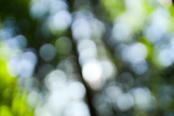 Obraz premium Abstract green and white bokeh light pattern in nature