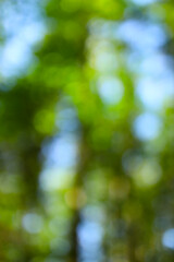 Obraz premium Blurred green forest background with bokeh effect
