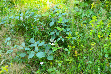 Lush green foliage with wild blackberry plants and white flowers in sunlit garden