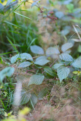 Close-up of green leaves and grass in a lush garden