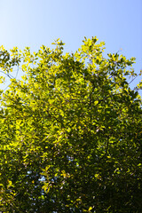 Sunlit green leaves against clear blue sky in summer