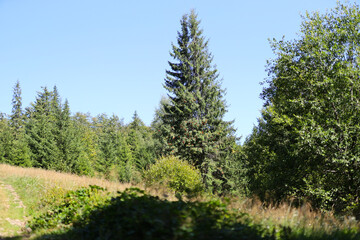 Serene forest landscape with tall evergreens on a sunny day