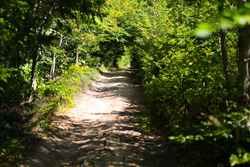 Sunlit forest pathway with lush green foliage
