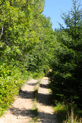 Serene forest pathway under clear blue sky with lush greenery