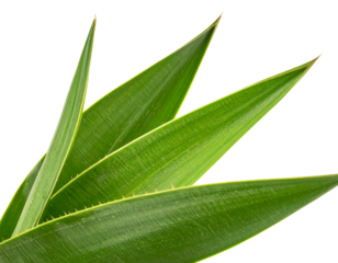 Yucca Leaf Detail Close-Up, Sharp Texture, Isolated