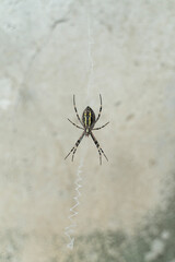 A spider is hanging on his net.