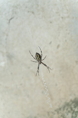 A spider is hanging on his net.