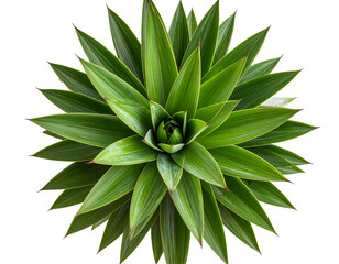 Fototapeta premium Yucca Plant with Spiky Green Leaves, Top-Down View, Isolated