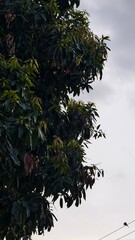 Closeup of a lush green tree with leaves against a cloudy sky