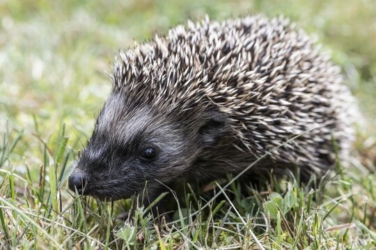 Young hedgehog (Erinaceus europaeus), Emsland, Lower Saxony, Germany