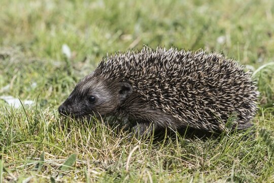 Young hedgehog (Erinaceus europaeus), Emsland, Lower Saxony, Germany