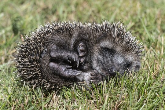 Young hedgehog (Erinaceus europaeus), Emsland, Lower Saxony, Germany