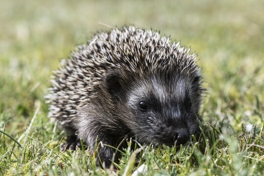 Young hedgehog (Erinaceus europaeus), Emsland, Lower Saxony, Germany