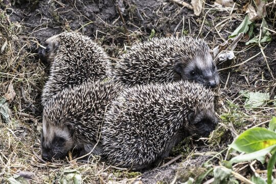 Young hedgehogs in a nest (Erinaceus europaeus), Emsland, Lower Saxony, Germany
