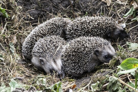 Young hedgehogs in a nest (Erinaceus europaeus), Emsland, Lower Saxony, Germany