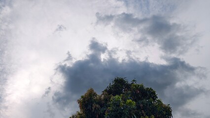 Cloudy sky with a tree in the foreground on a sunny day