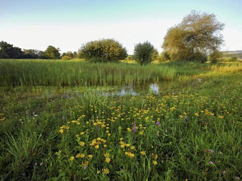 Meadow with flowering elecampane (Inula helenium), Schoren nature reserve, M&uuml;hlau, Freiamt, Canton, Aargau, Switzerland