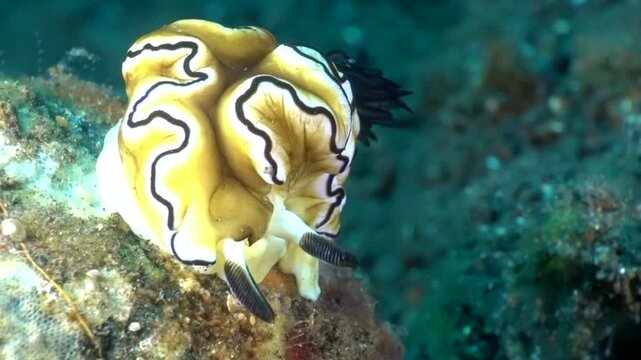 Doriprismatica atromarginata Nudibranch
