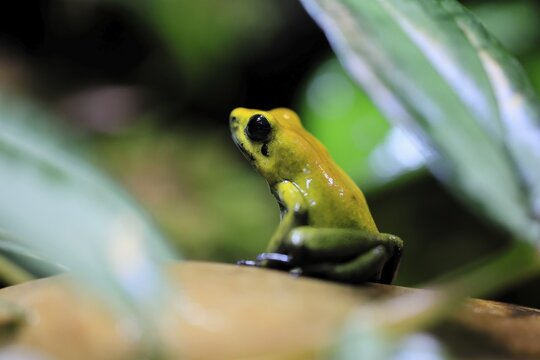 Black-legged poison frog (Phyllobates bicolor), adult, alert, South America, captive