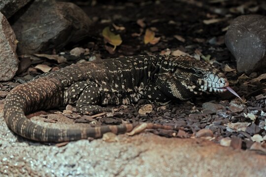 Argentine black and white tegu (Salvator merianae), adult, on ground, lambing, foraging, alert, South America, captive