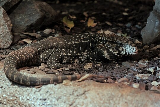 Argentine black and white tegu (Salvator merianae), adult, on ground, alert, South America, captive