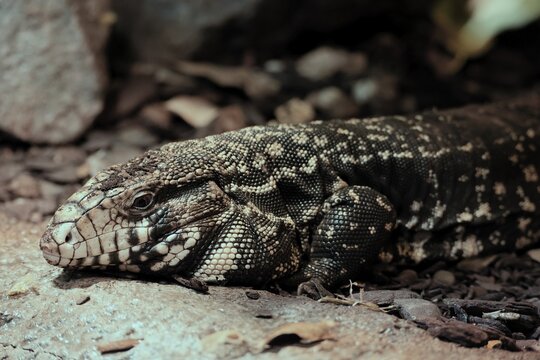 Argentine black and white tegu (Salvator merianae), adult, portrait, on ground, alert, South America, captive