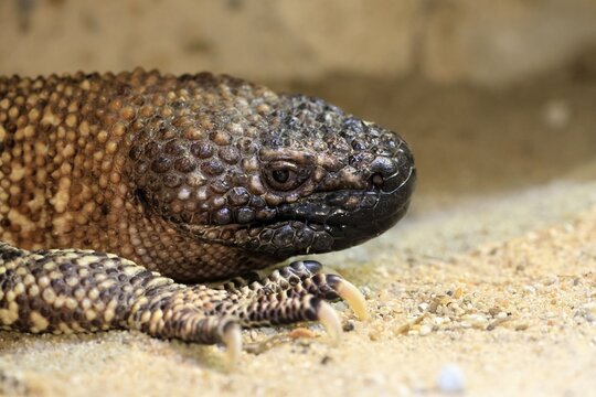 Scorpion crust lizard (Heloderma horridum), adult, portrait, on ground, nocturnal, Mexico, North America, captive
