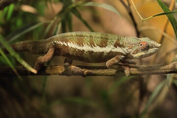 Panther chameleon, (Furcifer pardalis), adult, female, foraging, camouflage, vigilant, Madagascar