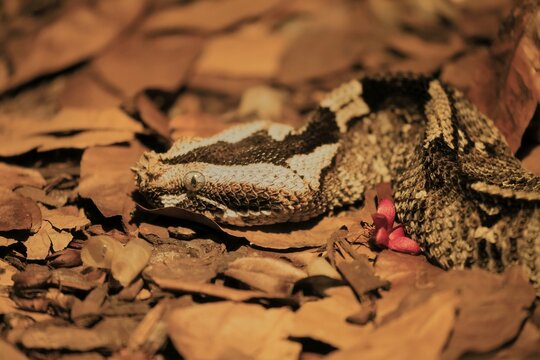 Rhinoceros viper (Bitis nasicornis), adult, foraging, vigilant, ground, West Africa, Africa, captive