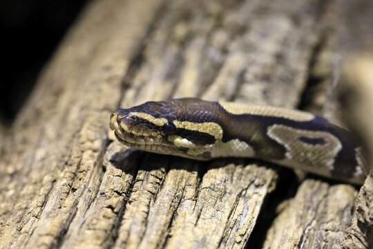 King python, (Python regius), adult, resting, portrait, captive, Central Africa, West Africa