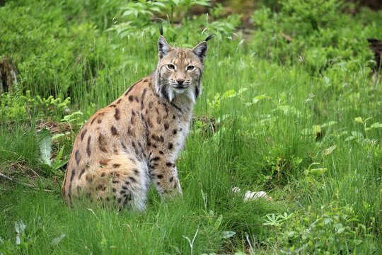 Carpathian lynx (Lynx lynx carpathicus), adult, alert, sitting, Bavarian Forest, Bavaria, Germany, Europe, captive