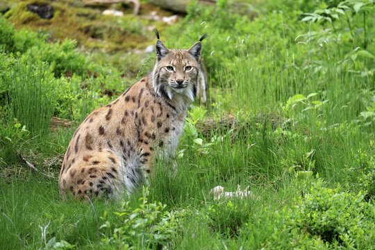 Carpathian lynx (Lynx lynx carpathicus), adult, alert, sitting, Bavarian Forest, Bavaria, Germany, Europe, captive