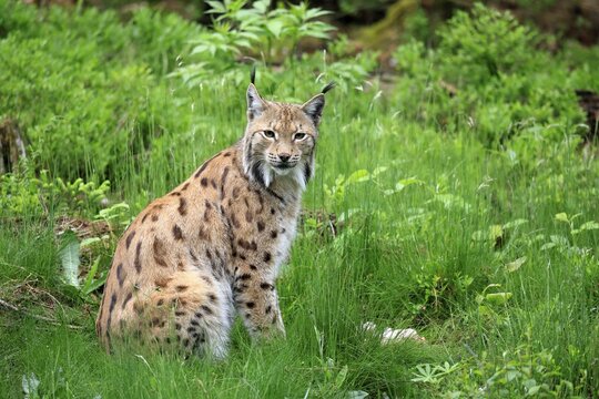 Carpathian lynx (Lynx lynx carpathicus), adult, alert, sitting, Bavarian Forest, Bavaria, Germany, Europe, captive